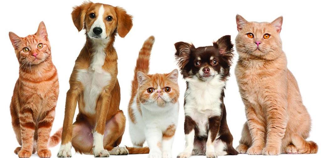 Доска объявлений о животных | ЗооТом - продажа, вязка и услуги для животных в Салаире