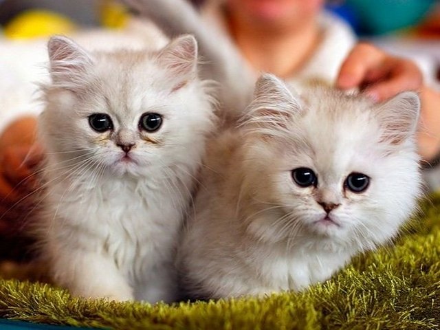 Породы кошек в Салаире | ЗооТом портал о животных
