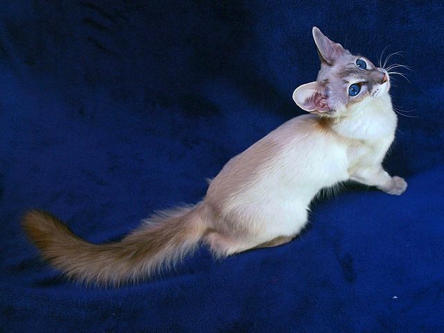 Выведенные породы кошек в Салаире | ЗооТом портал о животных