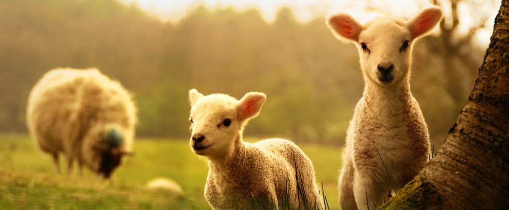 Объявления о сельскохозяйственных животных | ЗооТом - продажа, вязка и услуги для животных в Салаире