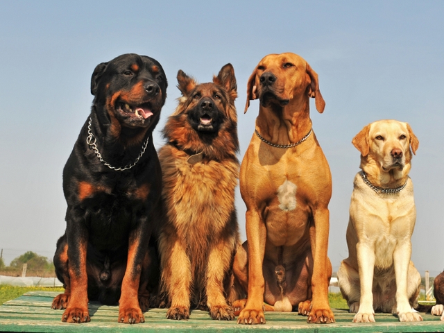 Крупные породы собак в Салаире | ЗооТом портал о животных