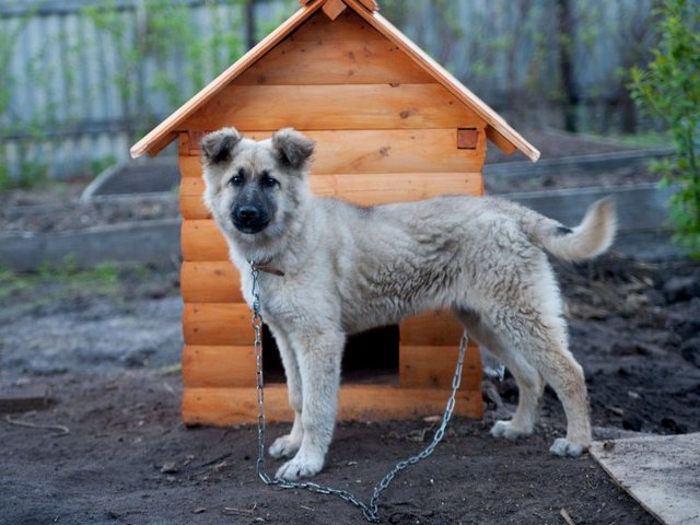 Все о собаках в Салаире